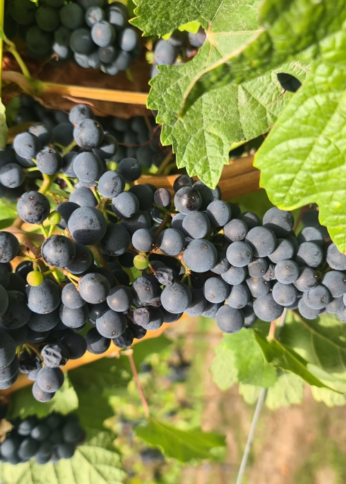 Pinot Kors 20260901 120724